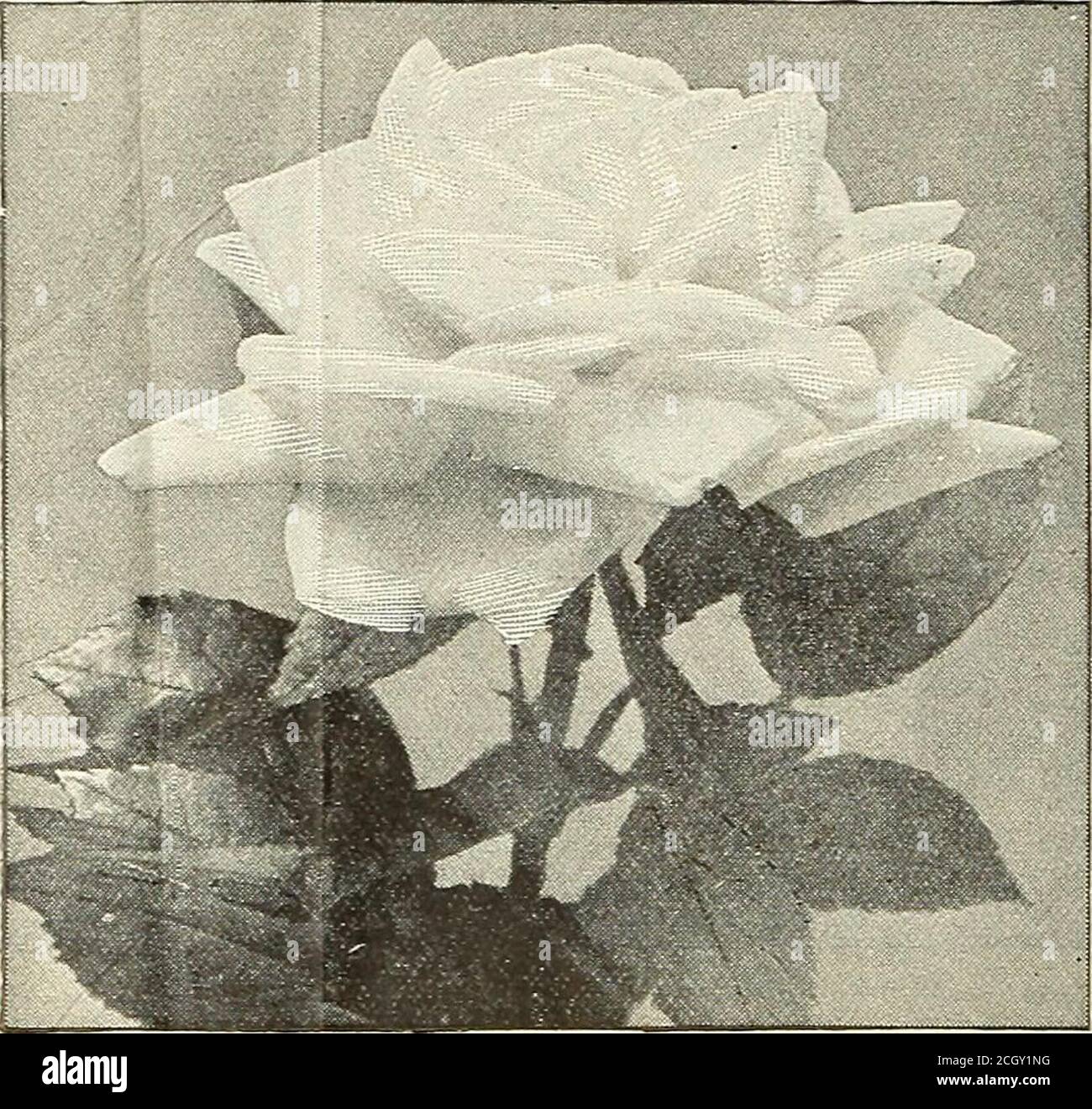 . Dreer Garten 1902 Kalender . Rose Gloire Lyonaisse. Alfred Colomb. Eine prächtige Rose; kugelförmig, voll und verysweet; leuchtend klares Kirschrot mit purpurfarbenem Schatten. Baroness Rothschild. Satiny rosa, sehr groß und doppelt; eines der besten. Die Schönheit von Waltham. Helles rosig-Karmin; groß und voll, von kuppiger Form. Boule de NeJge. Reines Weiß, Blütenblätter von großer Substanz, mittlere Größe, Zinkenform, gute Gewohnheit und sehr frei. Kapitän Christy. Eine liebliche Rose, die fast das Enzireseason blüht; sehr große Doppelknospen von einer tiefen Fleischfarbe; kräftiges Züchterndes und großes Laub. Kapitän Hayward. Leuchtendes Karmin Stockfoto