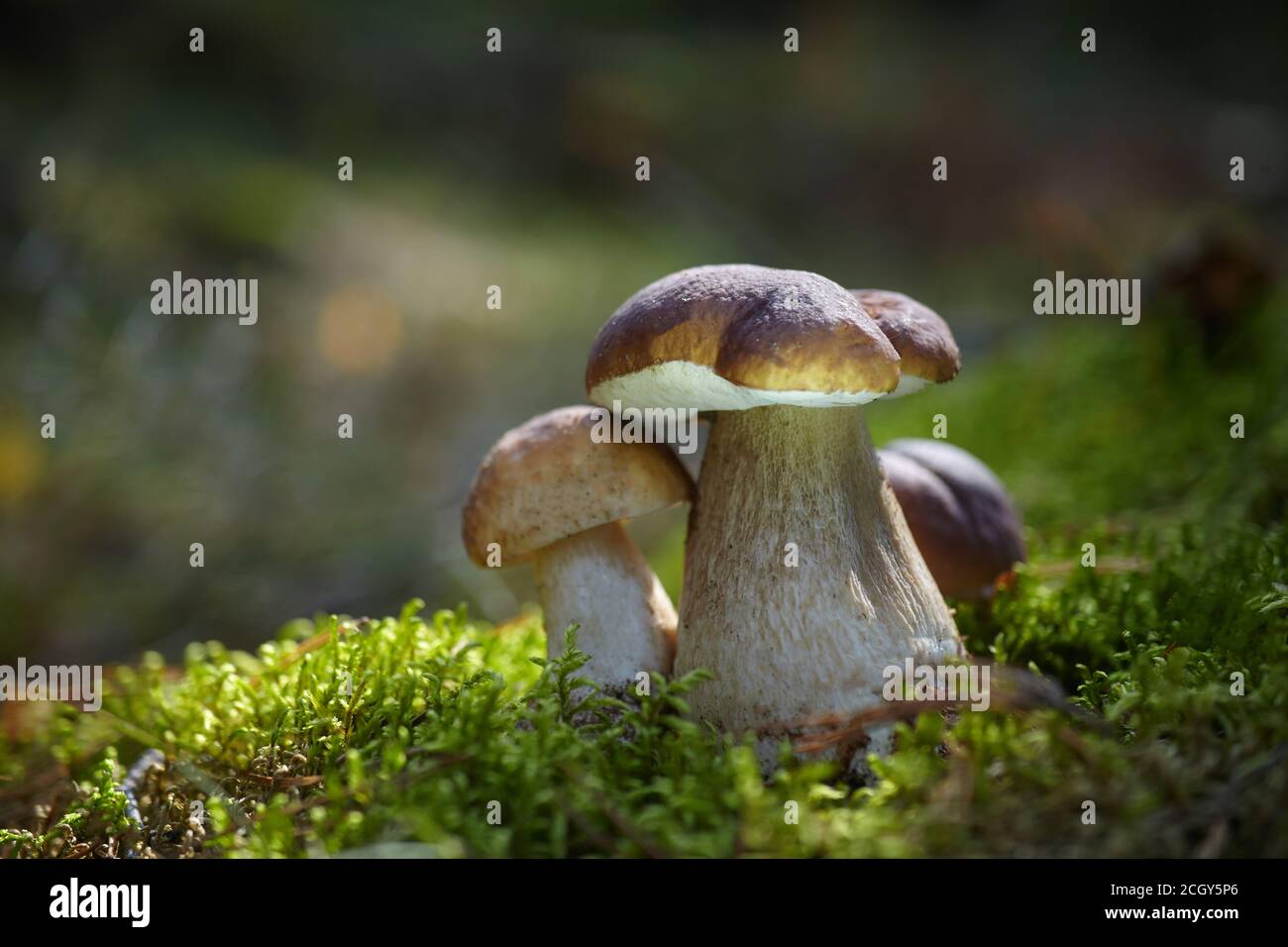 Schöne Boletus edilus Pilze im Wald. Weiße Boletus-Pilze im grünen Moos. Stockfoto