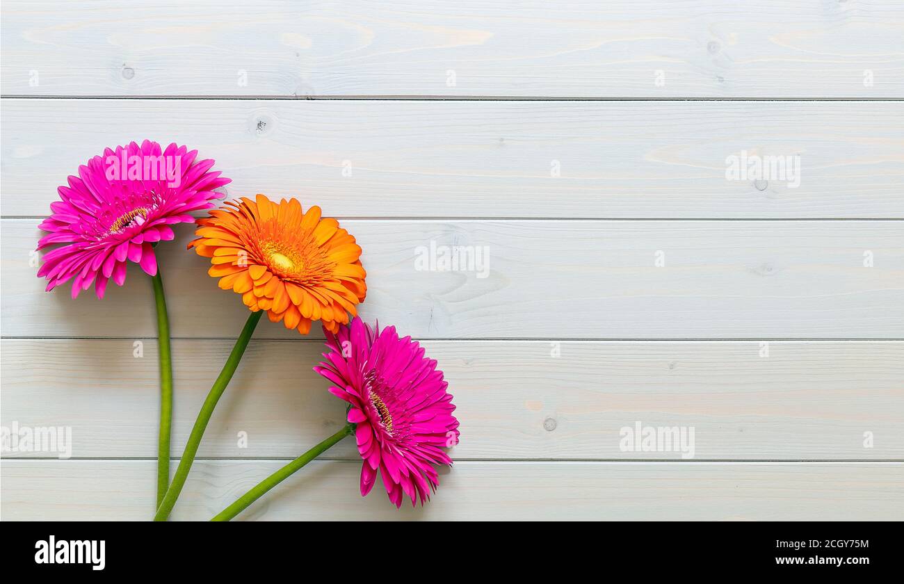 Bunte Gerbera Blumen auf dem hölzernen Hintergrund Stockfoto