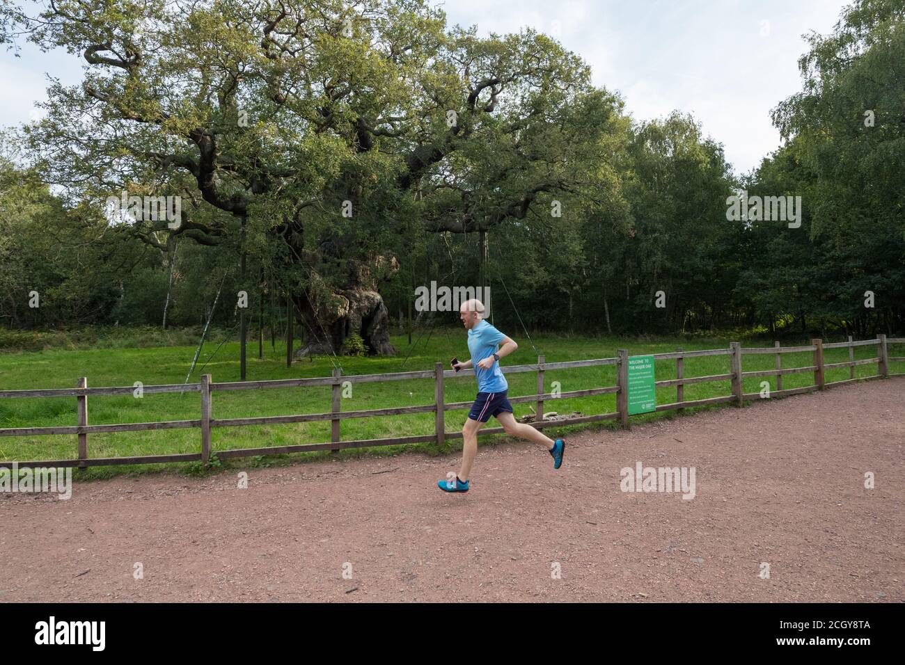 Sherwood Forest, Nottinghamshire, Großbritannien. September 2020. Männlicher Läufer beim Virtual Great North Run, der aufgrund von Covid 19 als virtueller Lauf organisiert wird. Die Teilnehmer laden die viRace-App herunter und installieren sie auf ihre Mobiltelefone, die ihren 13.1-Meilen-Halbmarathon ab 9.30 Uhr oder 13.00 Uhr verfolgen, egal wo sie sich auf der Welt befinden. Dieser Läufer läuft an der Ikone Major Oak vorbei, der großen englischen Eiche im Zentrum des Sherwood Forest, und laut lokaler Folklore war es Robin Hood's Obdach, wo er und seine fröhlichen Männer schliefen. Kredit: Alan Beastall/Alamy Live Nachrichten. Stockfoto