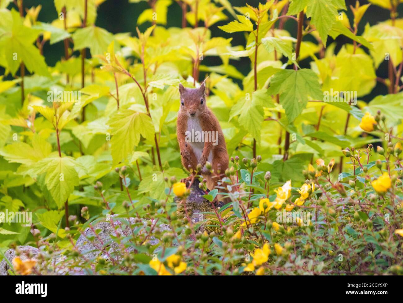 Ein rotes Eichhörnchen sitzt auf einer Gartenmauer, Schottland. Stockfoto