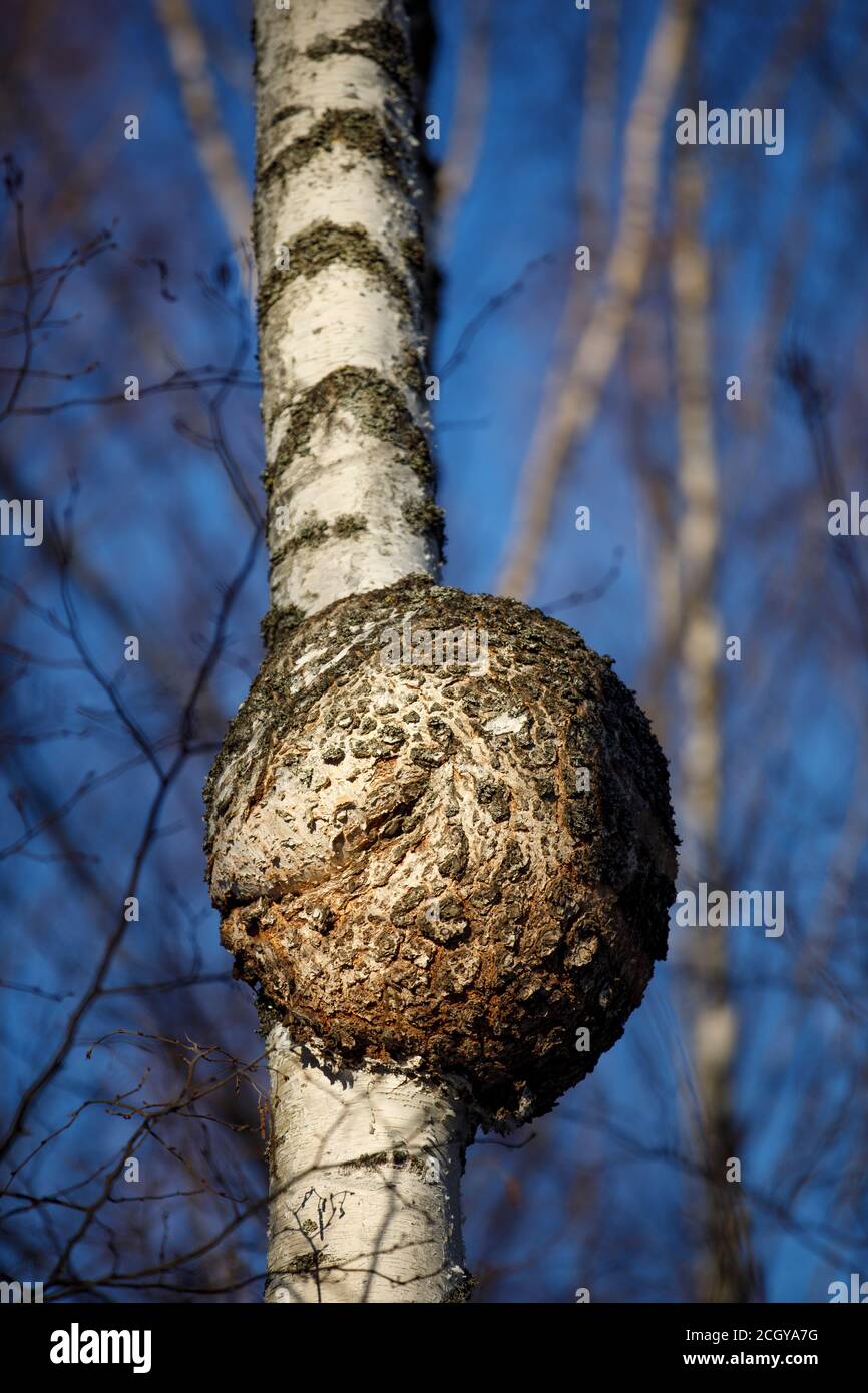 Nahaufnahme eines großen runden Burls, der am europäischen Birkenstamm wächst, Finnland Stockfoto