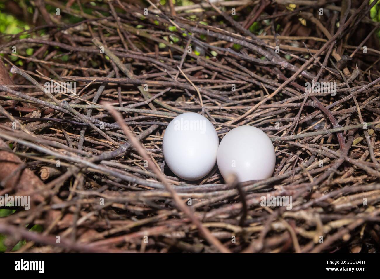 Ein Waldtaubennest mit zwei weißen Eiern Stockfoto