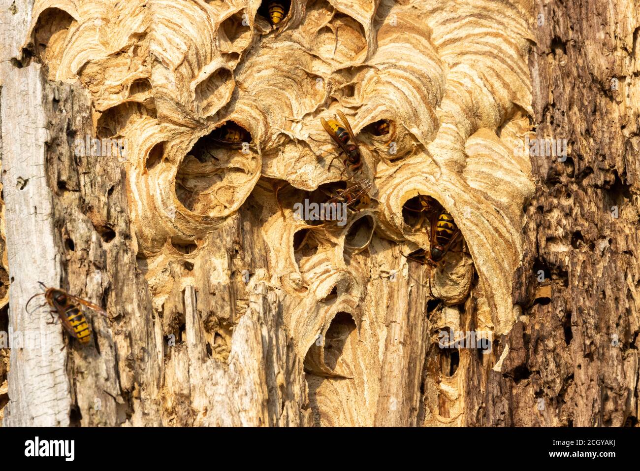 Europäische Hornisse oder riesige Hornisse Nest in hohlen Baum mit Mehrere große Killerhorne krabbeln auf dem Nest Nahaufnahme Stockfoto
