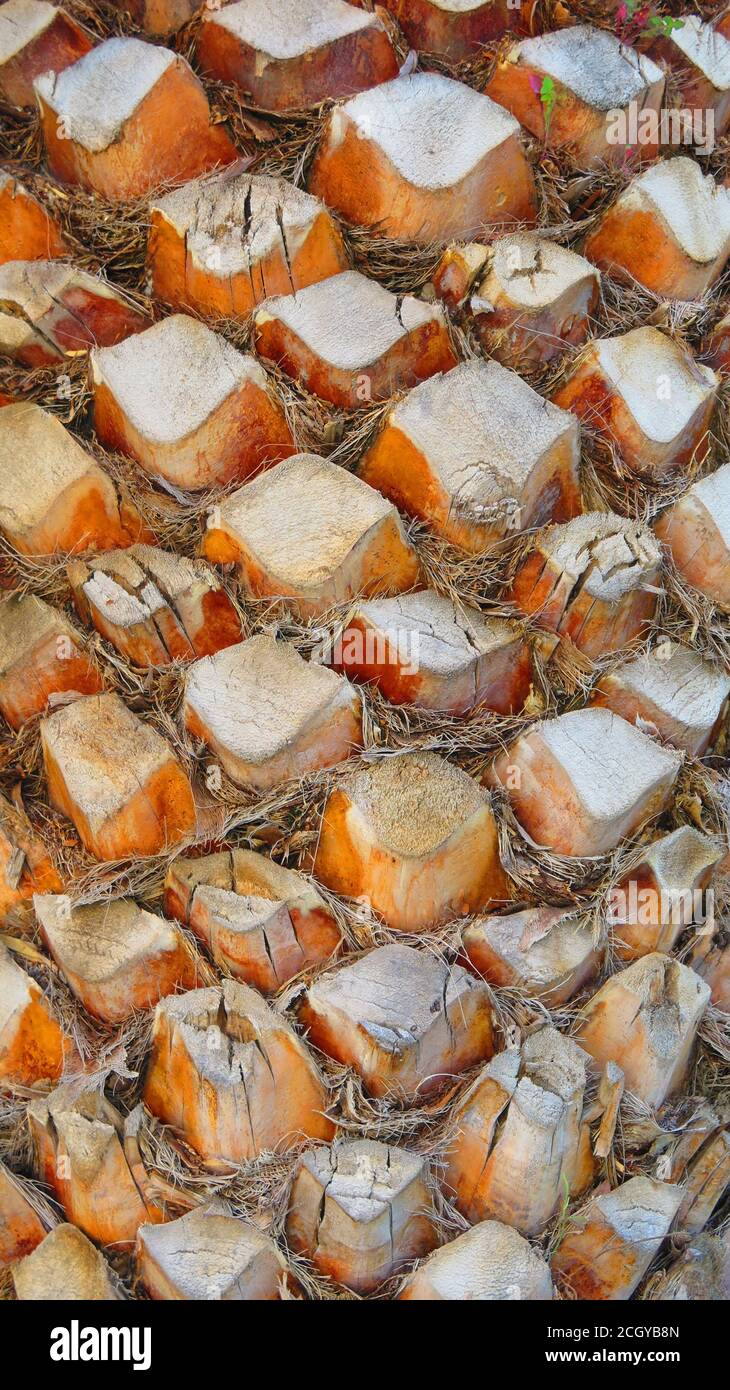 Nahaufnahme von getrimmtem Ast-Ende auf alter Palme Stockfoto