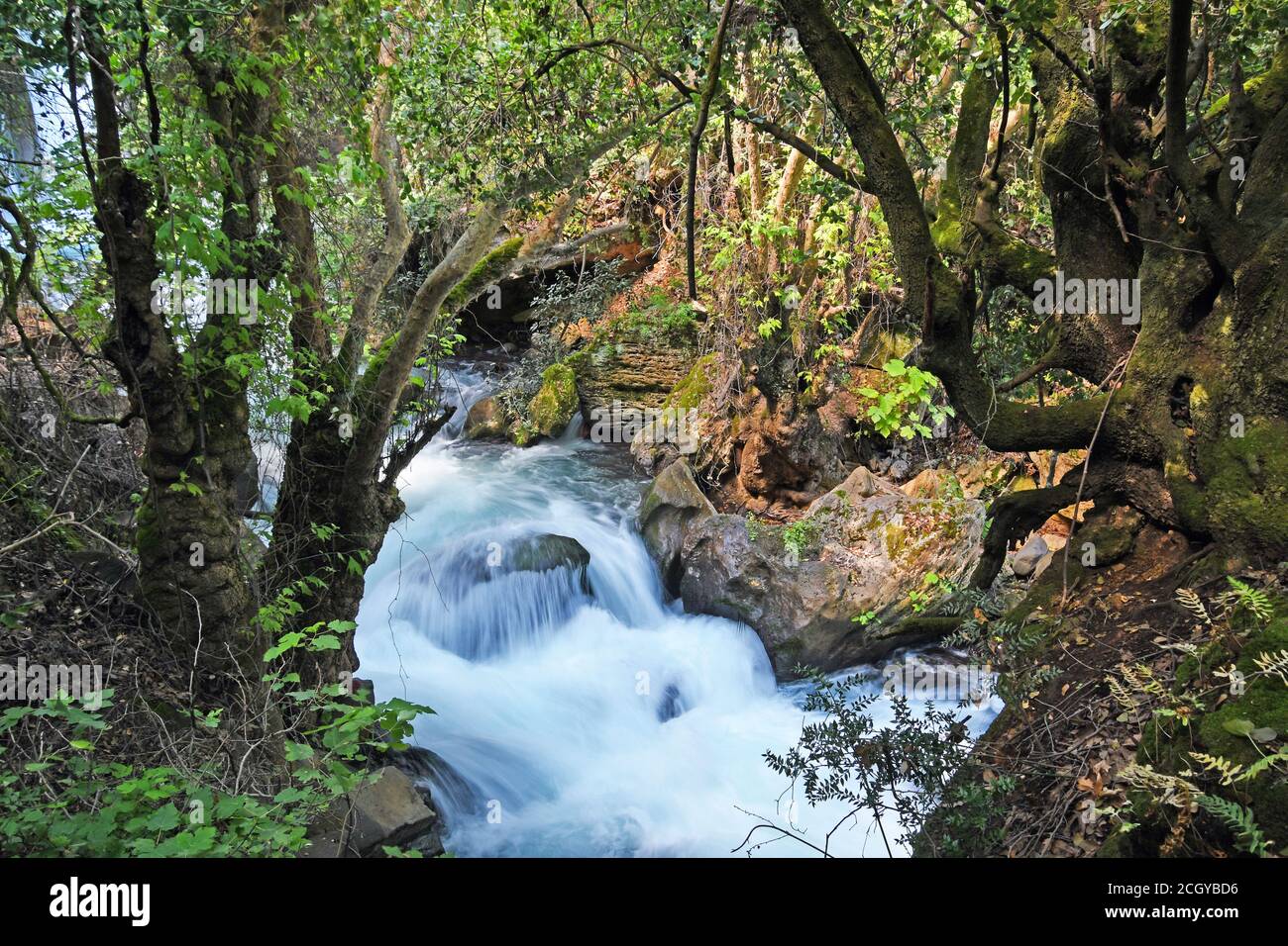 Banias Stream, Israel Stockfoto