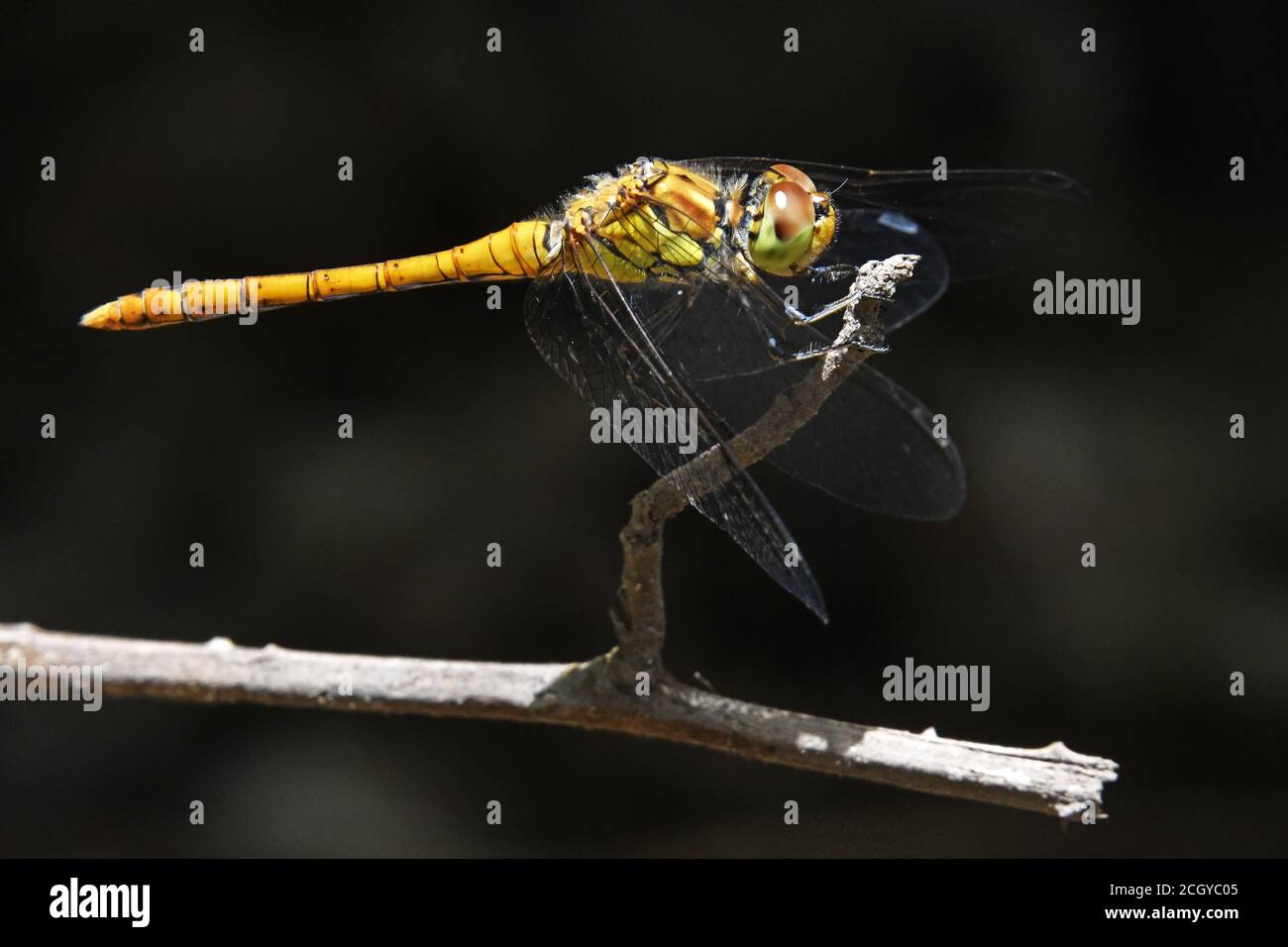 Ruddy Darter - Sympetrum sanguineum auf dem Aussichtspunkt Stockfoto