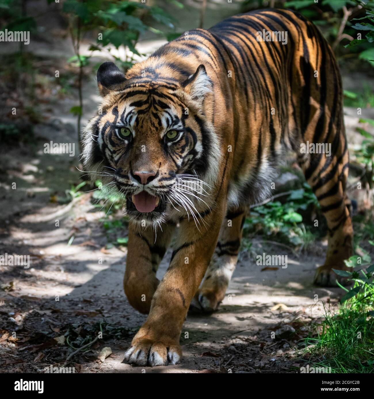Tiger beim Wandern im Wald Stockfoto