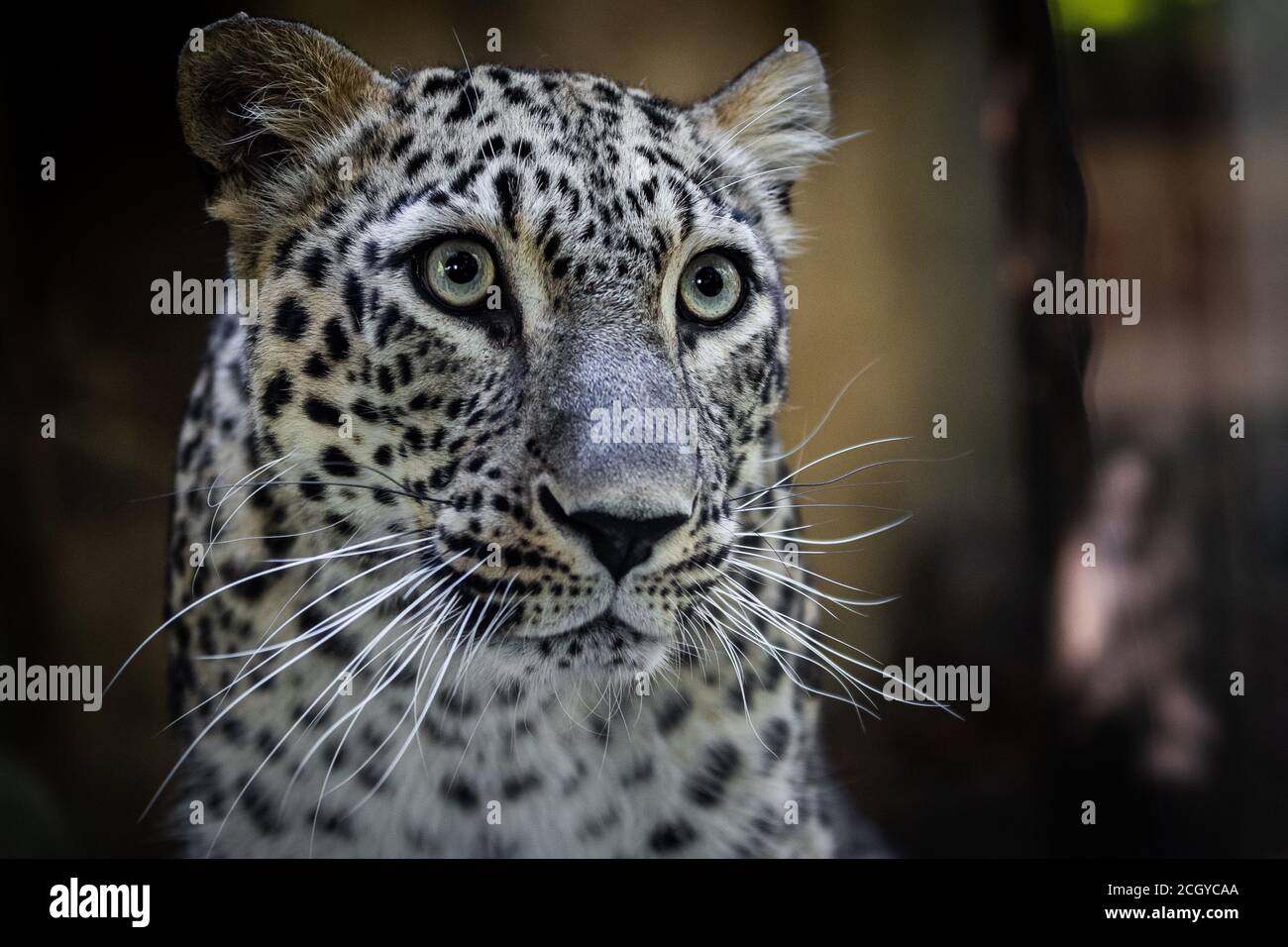 Leopard Illustration Stockfotos Und Bilder Kaufen Alamy