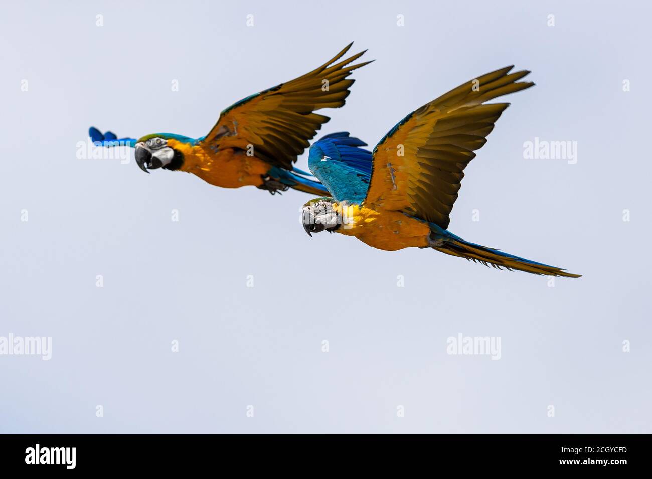 Blau-gelber Ara, der im Wald fliegt Stockfotografie - Alamy