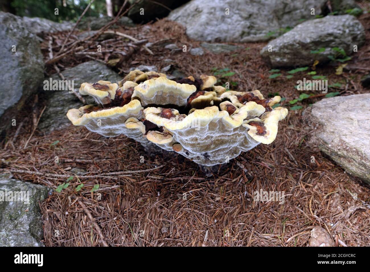 Kiefern-Braunporling (Phaeolus spadiceus, SYN. Phaeolus schweinitzii),auch Gelber Braunporling oder Nadelholz-Braunporling genannt, Schenna, Südtirol, Stockfoto