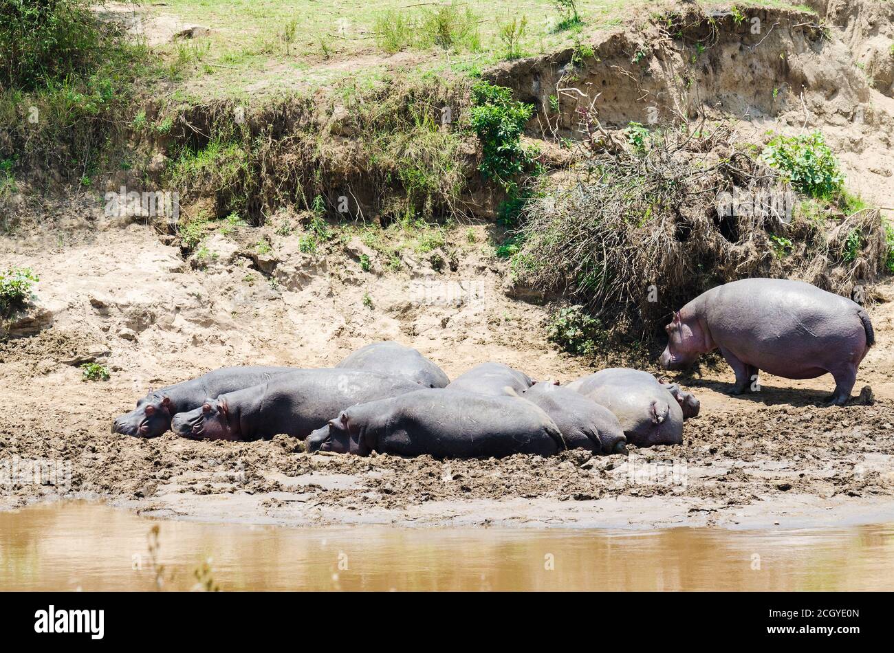 Hippopotamus Sonnenbaden am Ufer des Mara Flusses, Masai Mara Reserve, Kenia Stockfoto