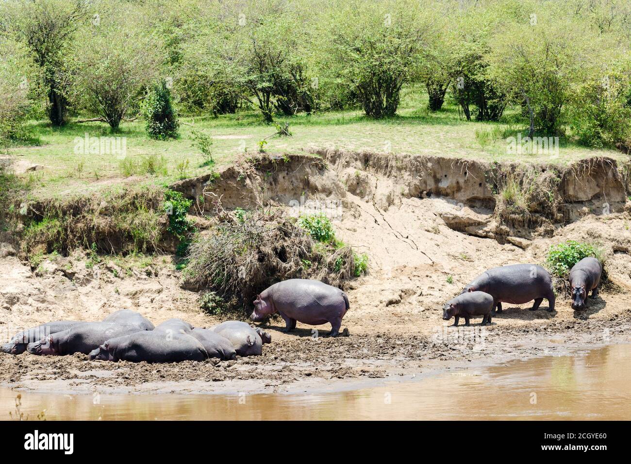 Hippopotamus Sonnenbaden am Ufer des Mara Flusses, Masai Mara Reserve, Kenia Stockfoto