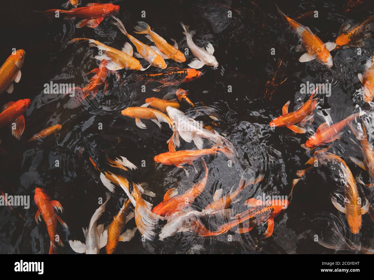 Orange koi und spiegel Fotos und Bildmaterial in hoher Auflösung Alamy