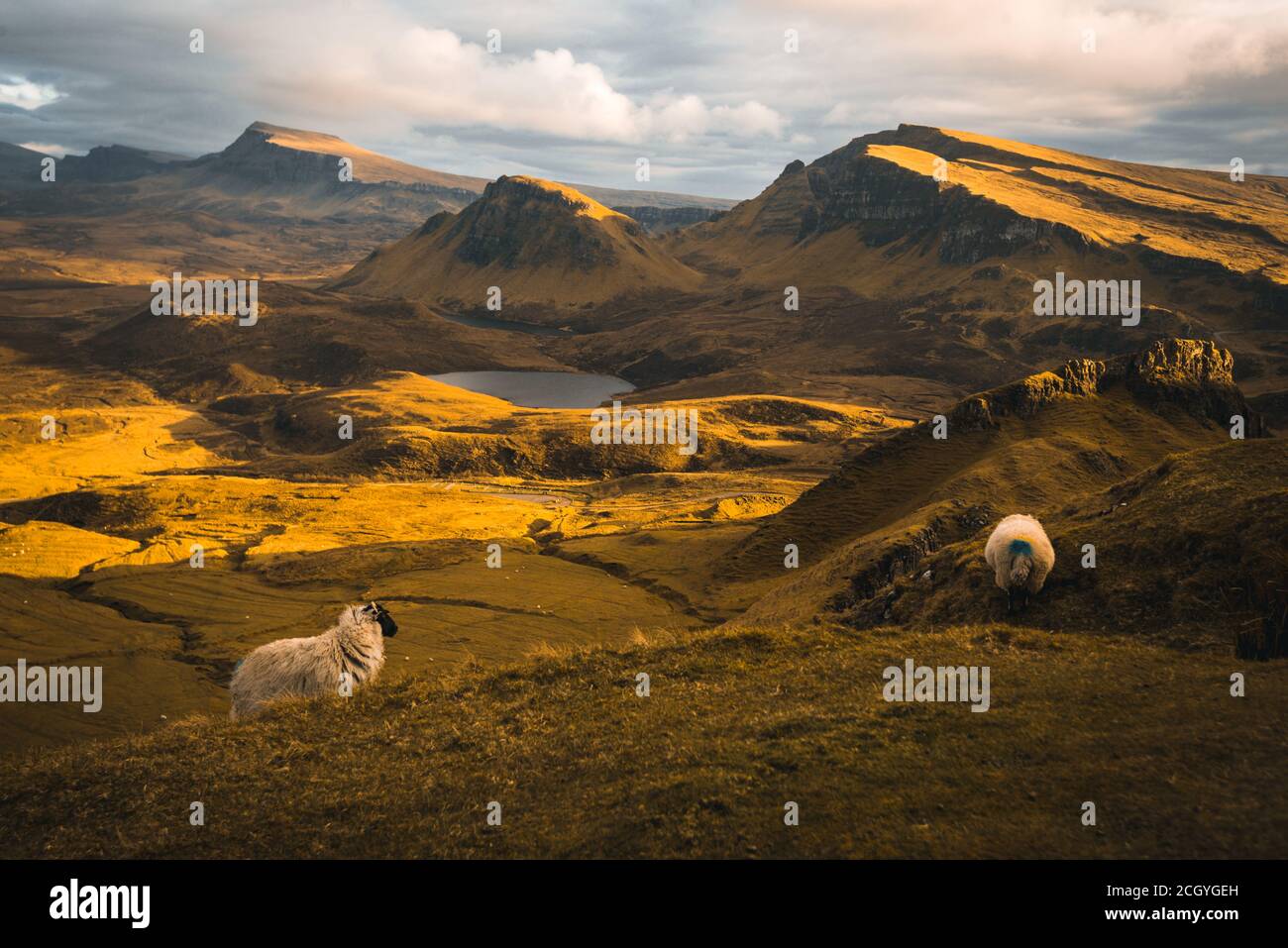 Schafe in goldenem warmen Abendlicht in den trotzigen schottischen Bergen - dem Quiraing auf der Insel skye, Schottland. Stockfoto