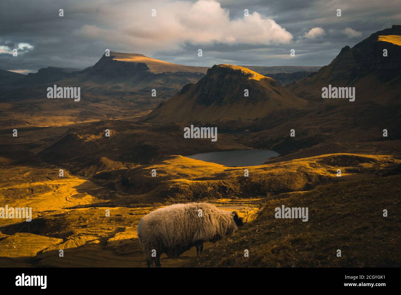 Schafe im goldenen warmen Abendlicht in den trotternish scottish Mountains - der Quiraing auf der Insel skye, Schottland. Stockfoto