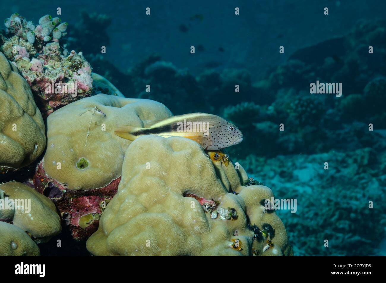 Blackside Hawkfish, Paracirrhites forsteri, auf Korallenriff, Malediven, Indischer Ozean Stockfoto