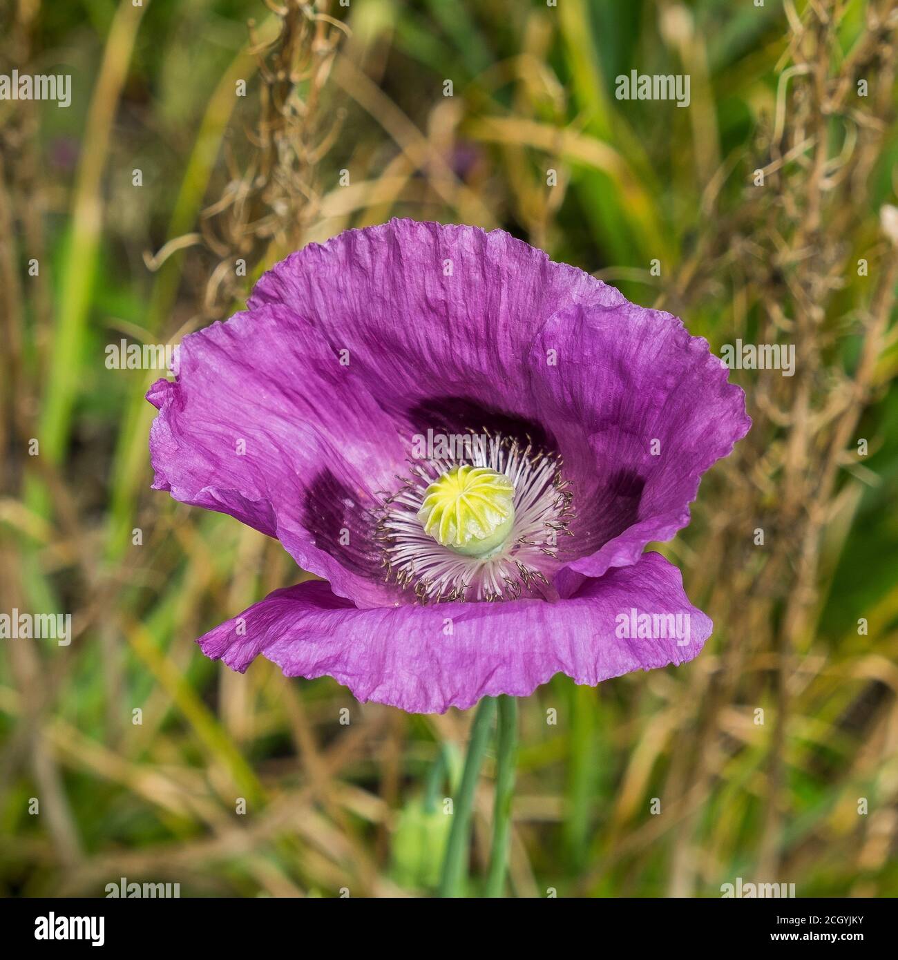 Papaver orientale Orientalischer Mohn. Stockfoto