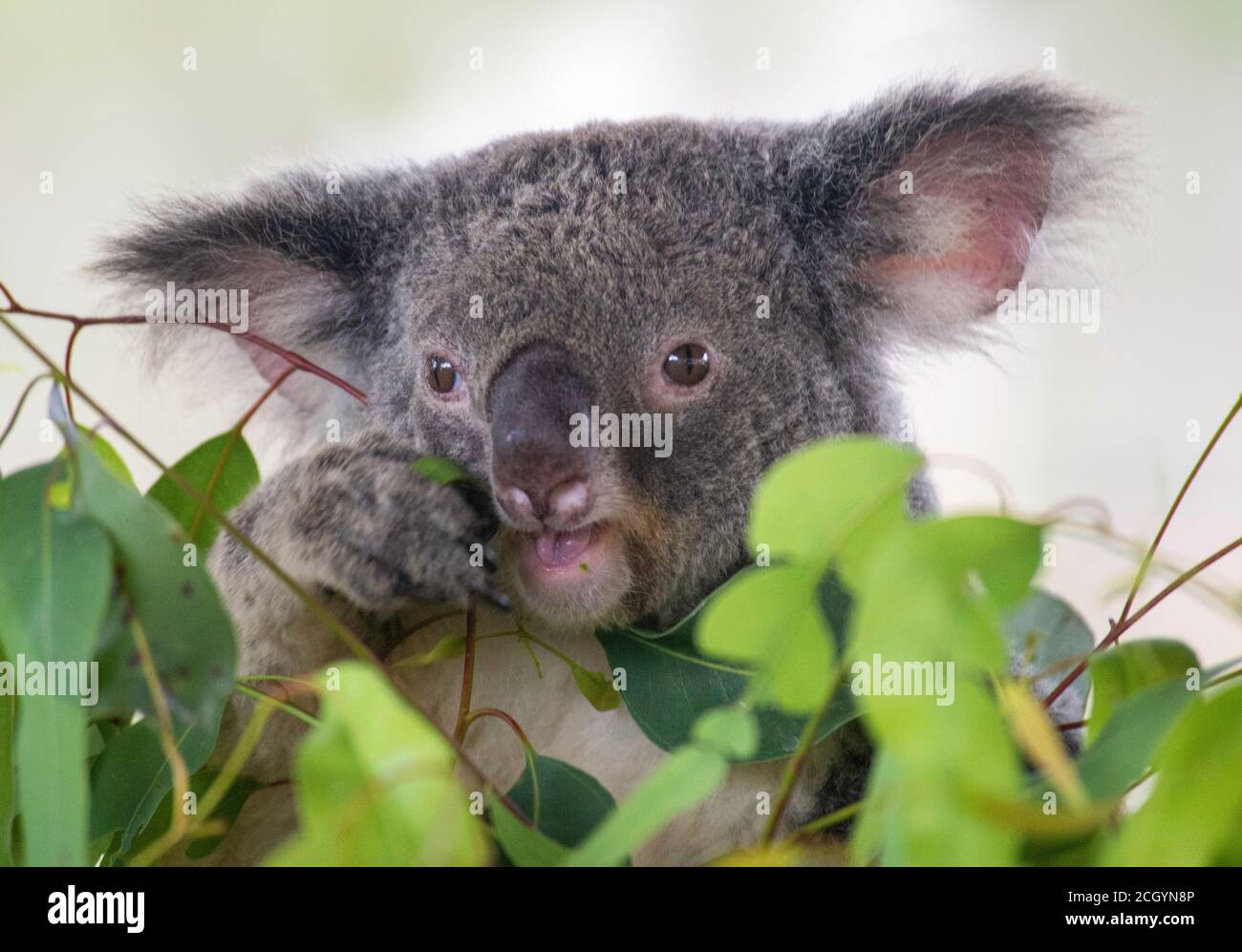 Koala isst Eucaluptus Blätter Stockfoto