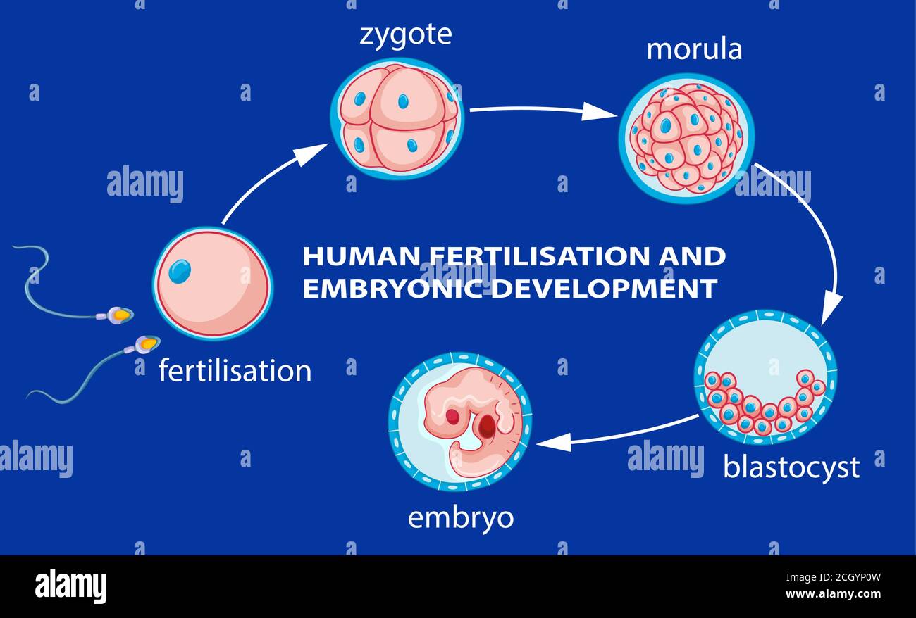 Menschliche Befruchtung und Embryo Entwicklung Illustration Stock
