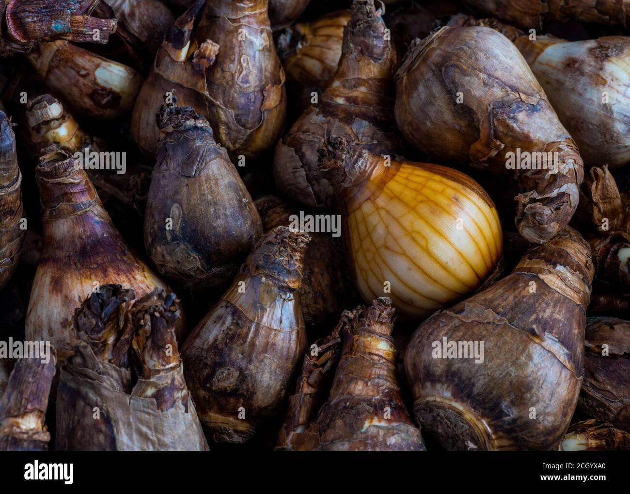 Nahaufnahme, über Kopf Schuss Narcissus oder Narzissen Glühbirnen Hintergrund bereit, im Herbst vor der Blüte im Frühjahr gepflanzt werden. Schuss für Kopie Stockfoto