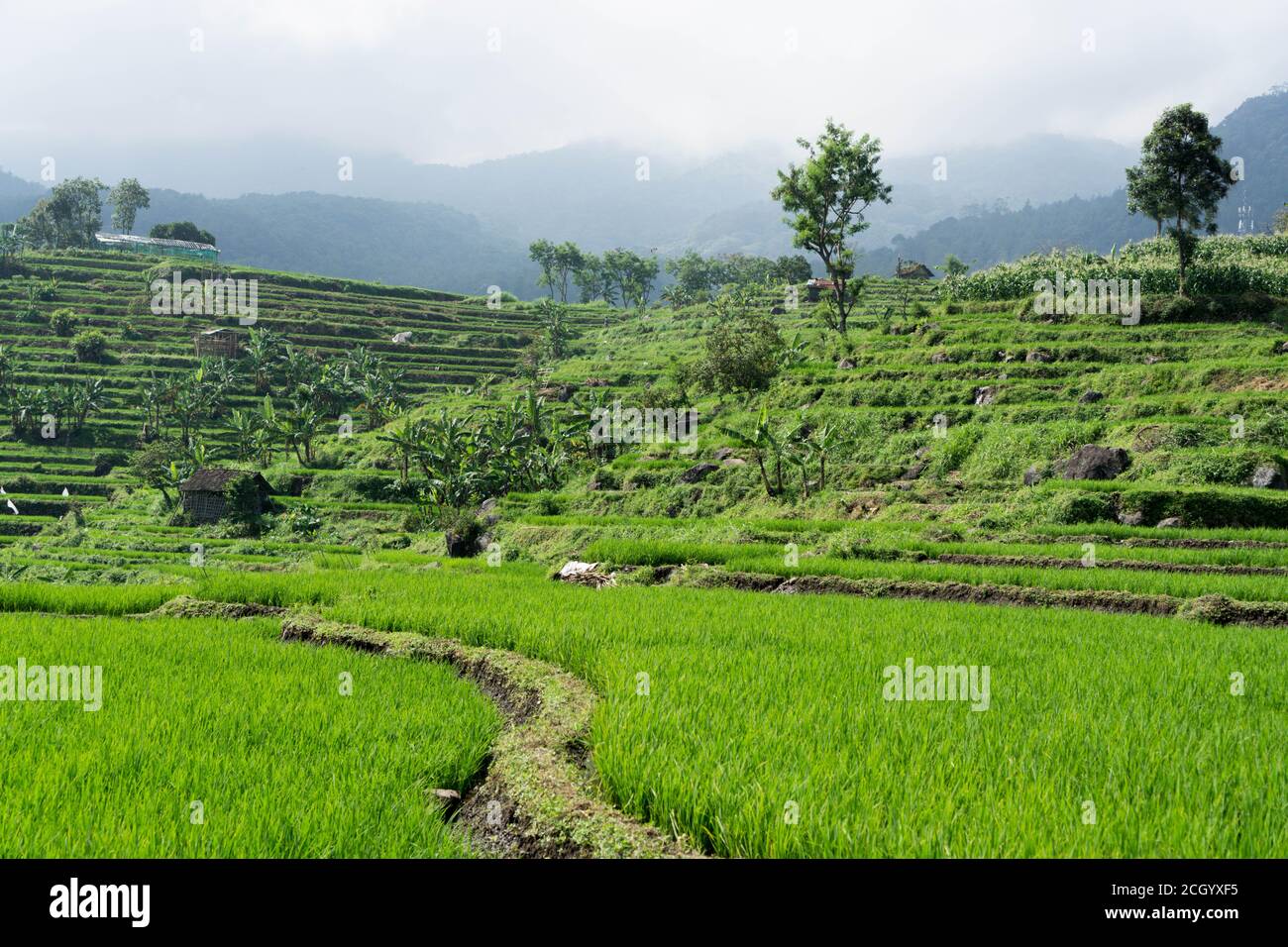 Dies ist die ikonische Tegalalang Reisterrasse, eine der meistbesuchten Touristenattraktionen in Ubud. Tegalalang Reis Felder ist eine Reihe von Reis-Caddies lo Stockfoto