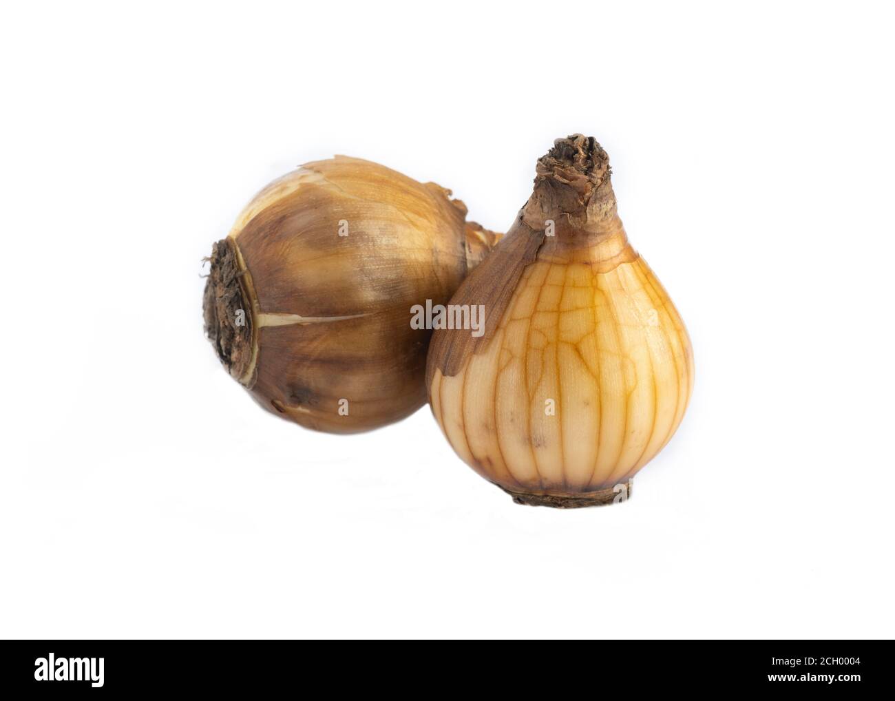 narcissus Glühbirnen daffodil schließen bereit, in der Pflanze Garten isoliert auf weißem Hintergrund Stockfoto