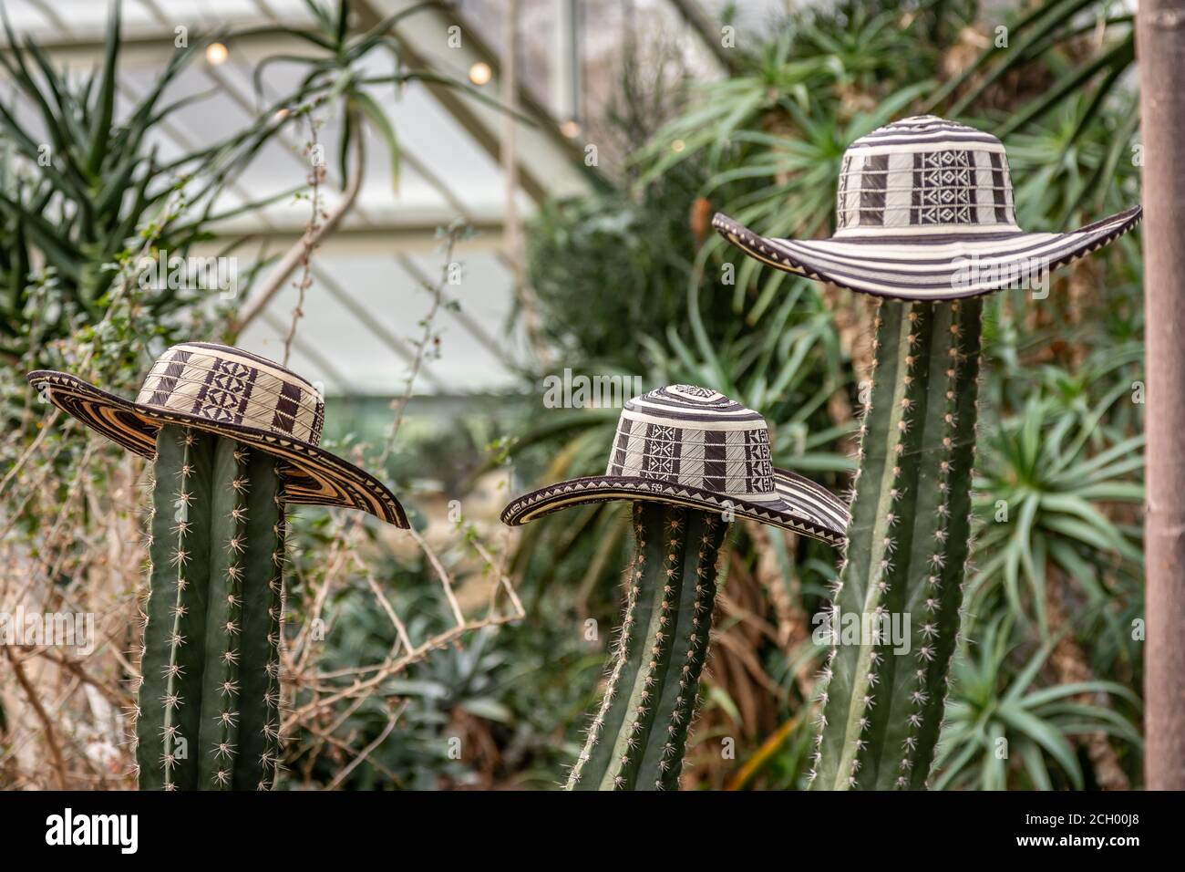 Sombreros on Cactus, Kew Gardens Stockfoto