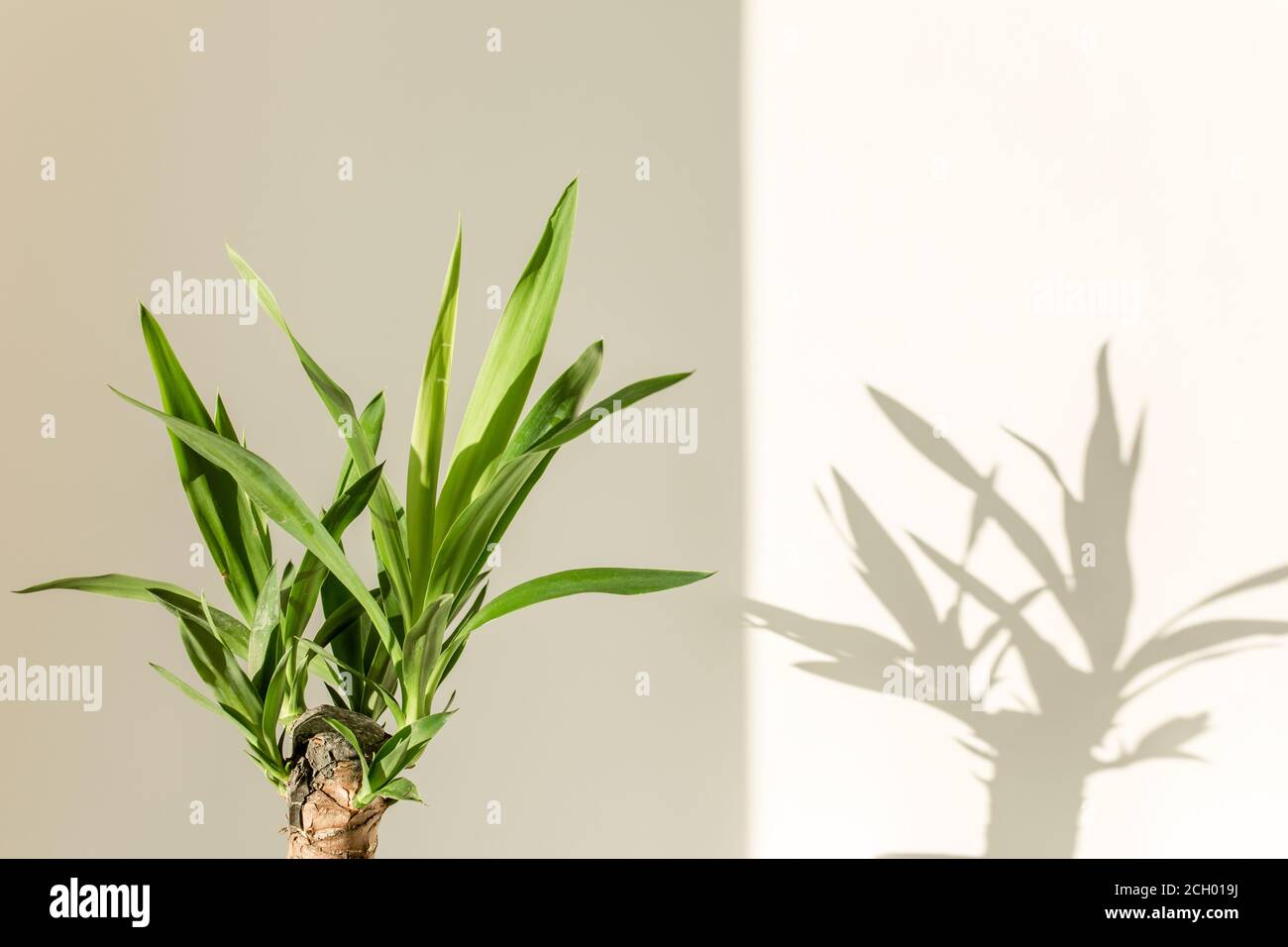 Palmenjucca und Schatten auf einer weißen Wand Stockfoto