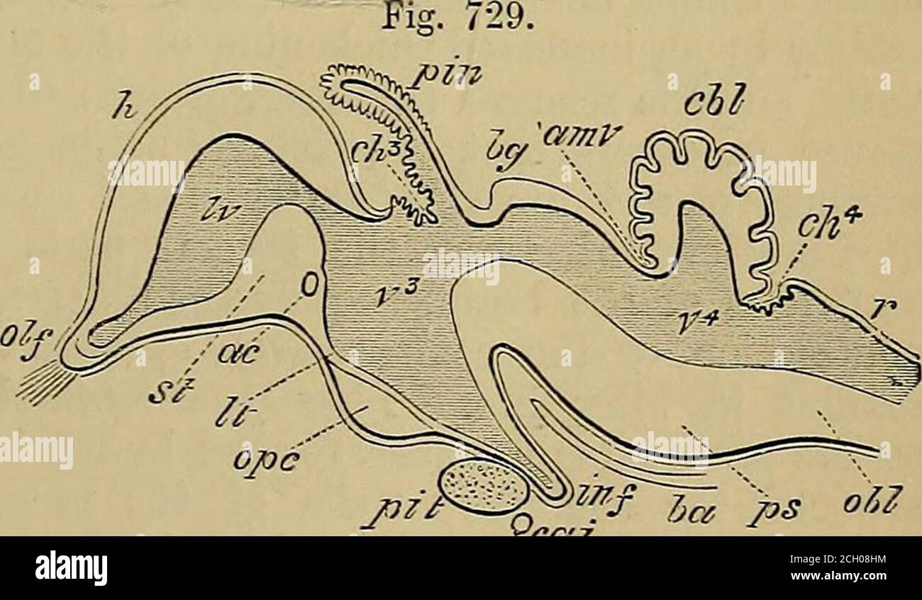 . Quains Elemente der Anatomie . Enient zu bringen Feige. 729. – UMRISS EINES LÄNGSSCHNITTS DURCH DAS GEHIRN OFA-KÜKEN VON ZEHN DATS. (Nach Mihalkovics.) h, zerebrale Hemisphäre ; Olf, olfaktorische Lappen und Nerven ; st,corpus striatum ; IV, lateralventricle; ac, anterior com-misure; Es, lamina terminalis;op, optic commissure ; Piit,pituitäre Drüse ; inf, infundi-bulum ; cai, interne cardartery ; ?••*, dritte Oticle ; Plexus ; Plexus ; Plexus ; Plexus hg, corpora bigemina ; amt anterior medullarj velum ;unter welchen zwei letzte Referenzen das Aquädukt von Sylvius und sind Stockfoto