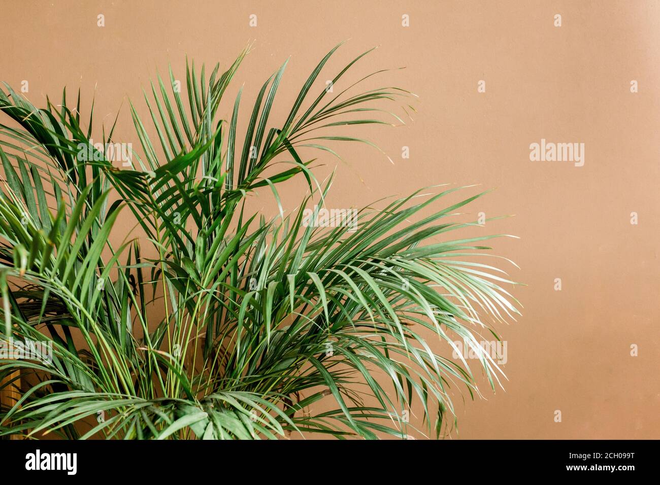 Exotische tropische grüne Palmenblätter, Verzweigungen auf braunem Hintergrund mit Leerzeichen für Text. Flach liegend, Draufsicht Stockfoto