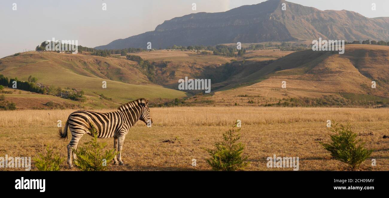Panoramablick auf die sanften Hügel von Drakensberg mit Zebra, Südafrika Stockfoto