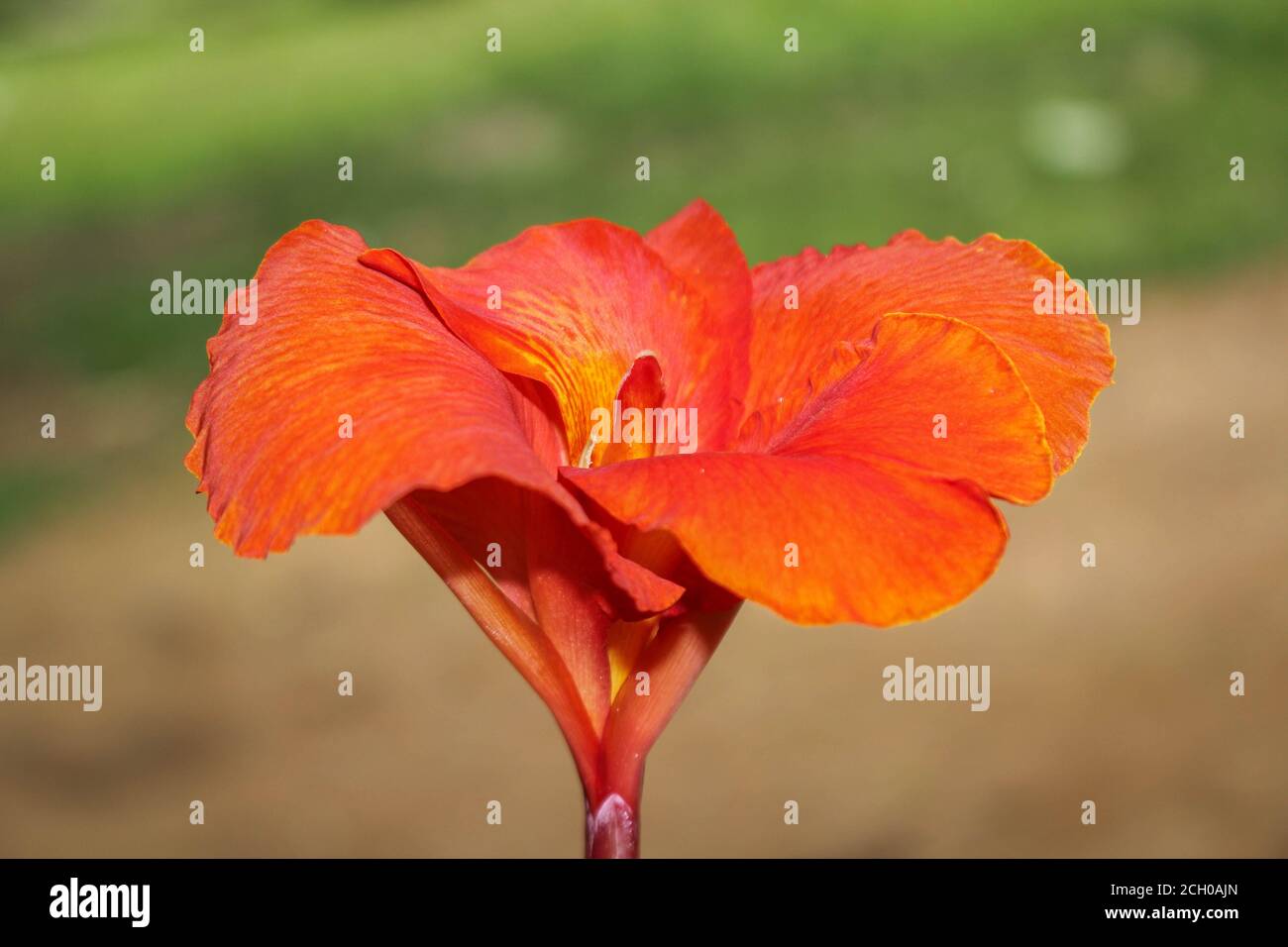 Rote Canna Blumen Hintergrund asien Blume Bild Stockfoto