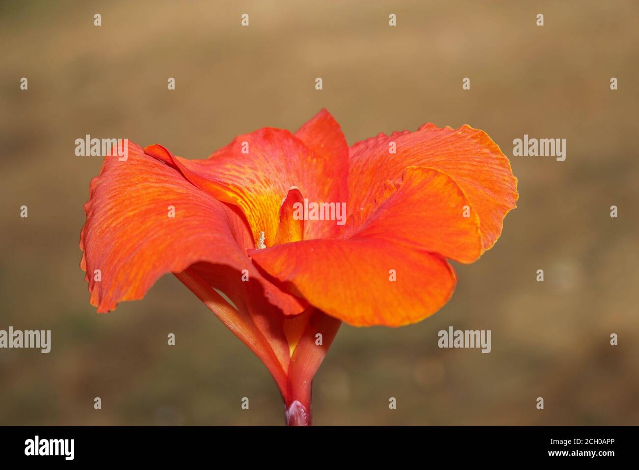 Rote Canna Blumen Hintergrund asien Blume Bild Stockfoto