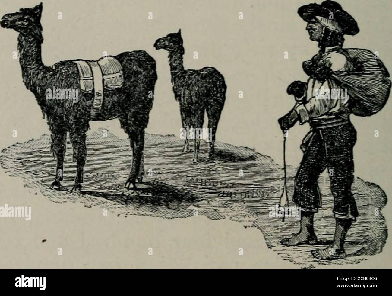 . Die Wissenschaft der Eisenbahnen . Recht hundertachtundsiebzigtausend; Ecua-dor, einhundertachttausend sechsunddreißigtausend Quadratmeilen, Einwohnerzahl, einhunderttausend; Guayana, Britisch,fünfundachtzigtausend vierhundertzwanzig Quadratmeilen, Einwohnerzahl, zweihundert undvierzigtausend neunhundert; Guayana, Holländisch, vierzigtausend Quadratmeilen, Bevölkerung, neunundsechzig tausend dreihundert; Guayana, französisch, siebenundzwanzigtausend fünf Hundertundsechzig Quadratmeilen, Bevölkerung, fünfundzwanzig 422 KUTSCHE m SÜDAMERIKA. Tausend; Paraguay, achtundneunzig tausend Quadrat Stockfoto