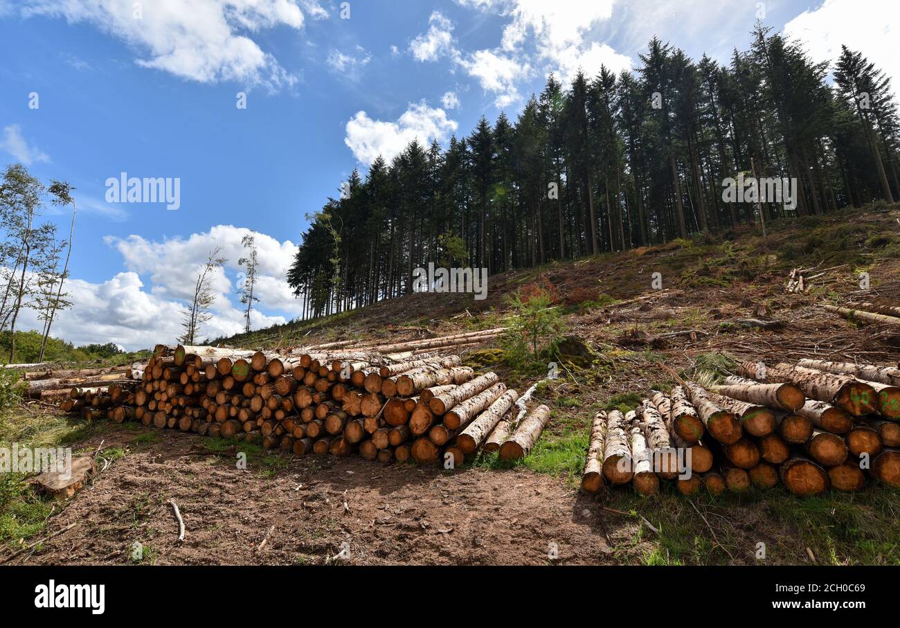 Holzstapel vor einem Tannenwald in Saint-Agnan, Naturschutzgebiet des Parc naturel régional du Morvan, Nièvre, FRANKREICH. Stockfoto
