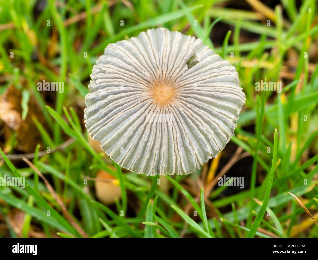 Nahaufnahme des ephemeren Fruchtkörpers des Pliated Inkcap Toadstool, Parasola plicatilis, auf einem britischen Grasrand Stockfoto