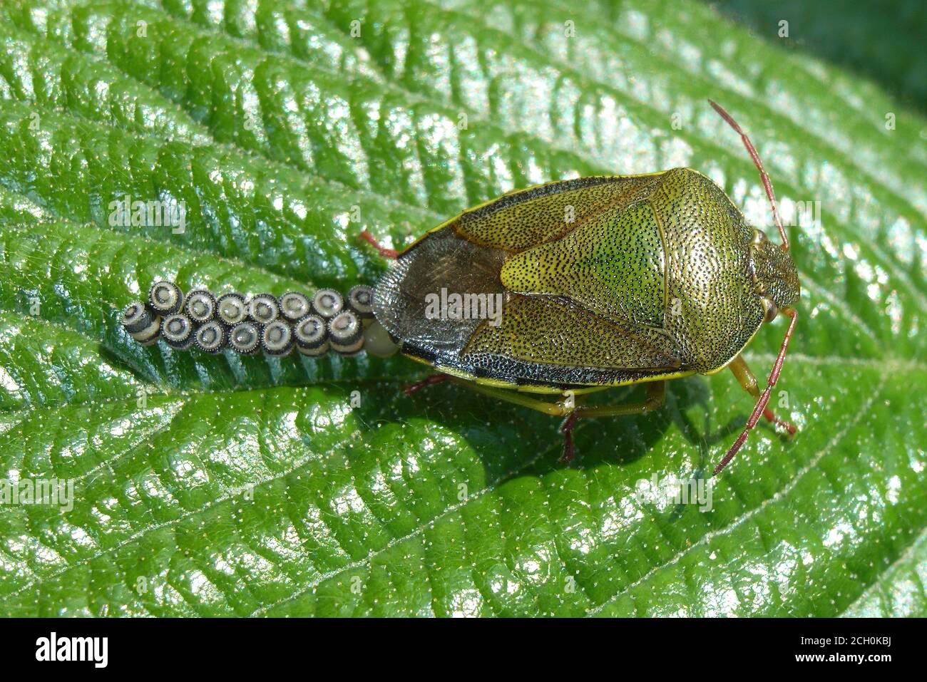 Gorse Shield Bug (Piezodorus lituratus) weibliche Eiablage Stockfoto