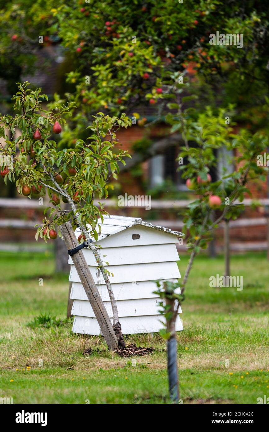 Weiße hölzerne Bienenhaus neben einem Apfelbaum wächst Rote Äpfel, die zeigen, dass in Großbritannien Bio-Lebensmittel angebaut werden Stockfoto