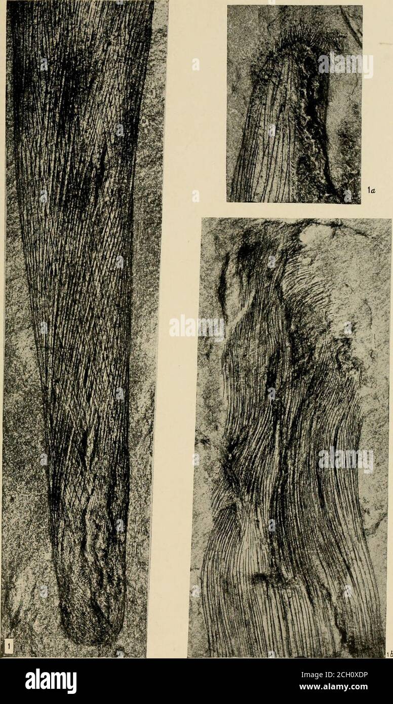 . Smithsonian verschiedene Sammlungen . t Field und WaptaPeak, 1 Meile (1.6 km.) nordöstlich von Burgess Pass, über Feld, British Columbia. 6 € SMITHSONIAN SONSTIGE SAMMLUNGEN VOL. 67 BESCHREIBUNG DER PLATTE 62 SEITE Tuponia lineata Walcott (siehe pis. 63 und 90) 272 Abb. 1. (X4-) Unterer Teil von Abb. ib, pi. 63, um die Verflüssigung der vertikalen Würze und der Basis des Schwamms zu veranschaulichen. U. S. Nationalmuseum, Katalog Nr. 66448.it?. ( X 4.) Oberes Ende von Abb. lb, pi. 63, vergrößert, um die feinen winkenden Würze am Rand zu illustrieren. U. S. Nationalmuseum, Katalognr. 66448.lb. ( X 4.) Oberes Ende Stockfoto