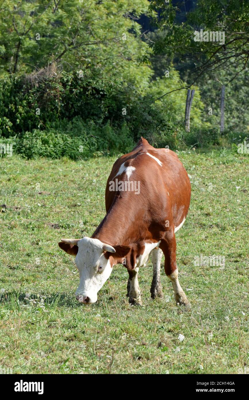 Portrait de vache Montbéliarde Stockfoto