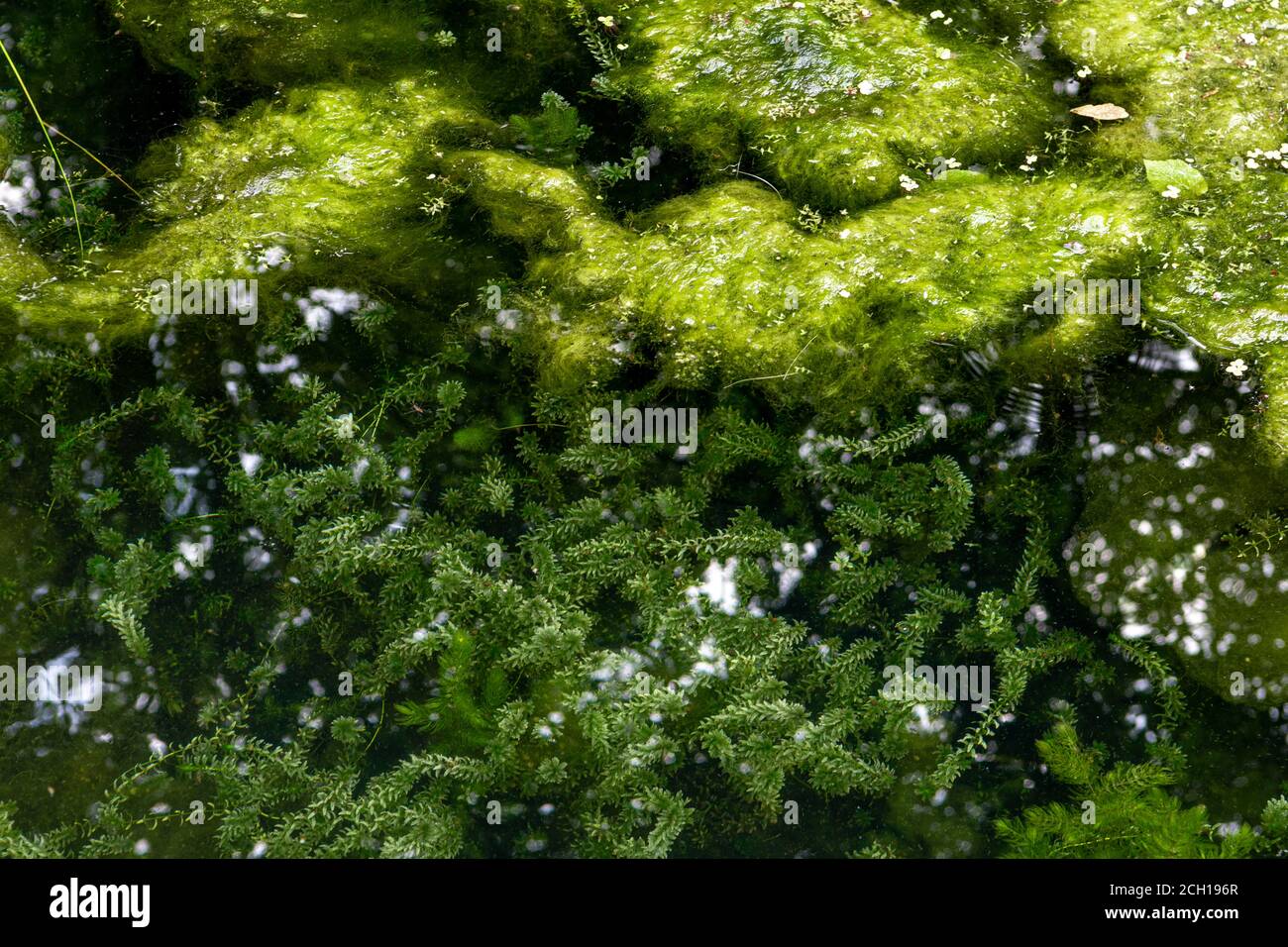 Moor sumpf fluss teich Fotos und Bildmaterial in hoher Auflösung Alamy