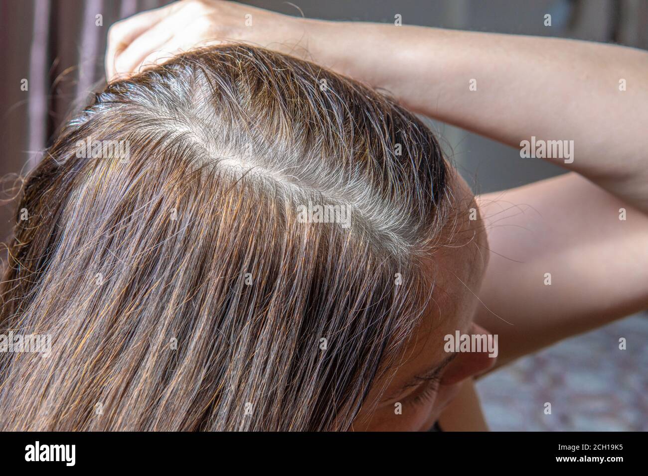 Nahaufnahme des Kopfes einer Frau mit geteilten grauen Haaren wachsen Wurzeln zurück. Frau zeigt ihre grauen Haarwurzeln. Zeit, um Ihre Haare zu färben Stockfoto