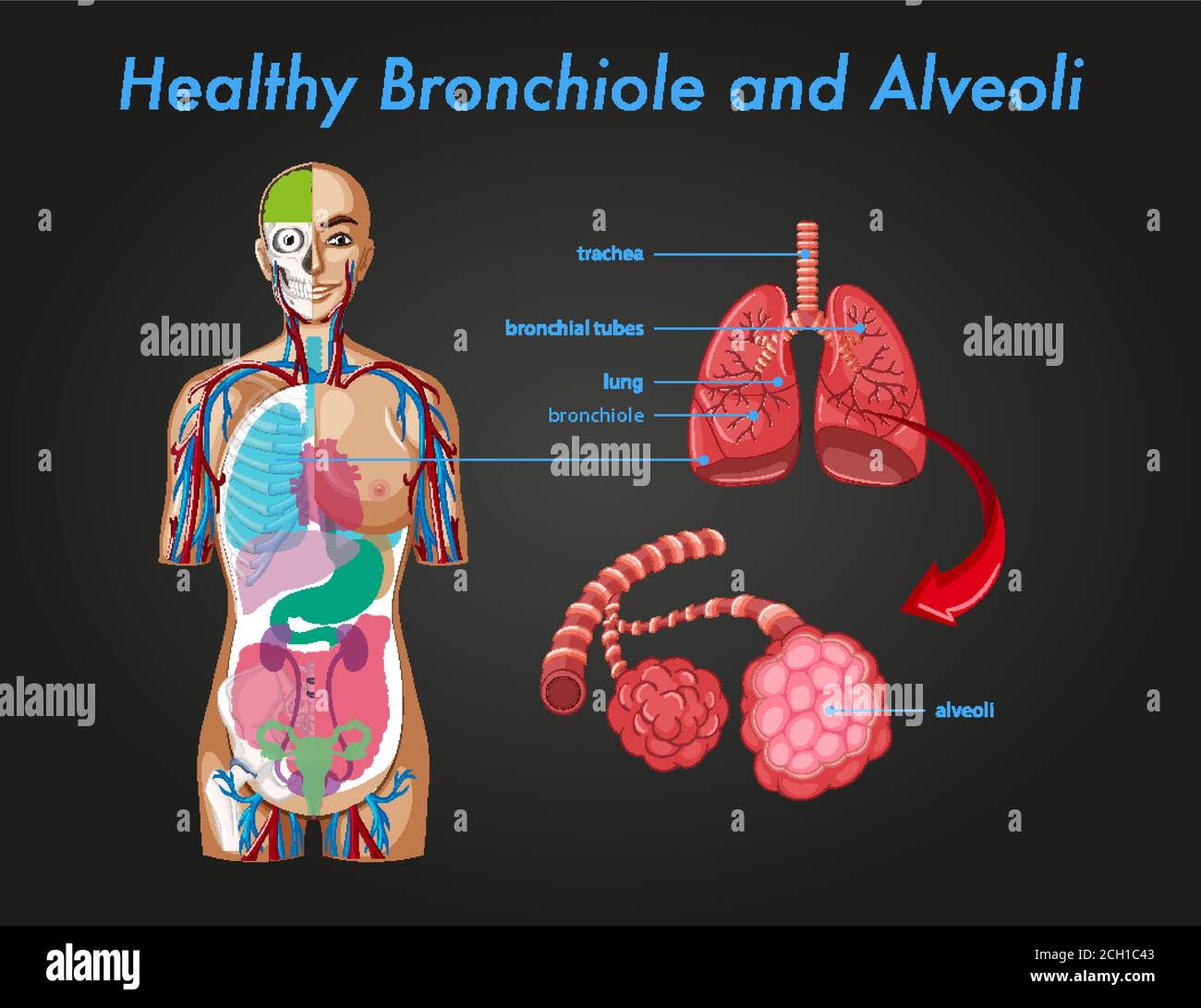 Gesunde Bronchiole und Alveolen Illustration Alamy