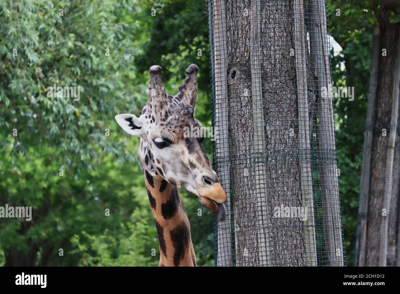 Nahaufnahme einer afrikanischen Giraffe, die den Baumstamm im Zoologischen Garten leckt. Rothschilds Giraffe (Giraffa Camelopardalis rothschildi) beim Essen im tschechischen Zoo. Stockfoto