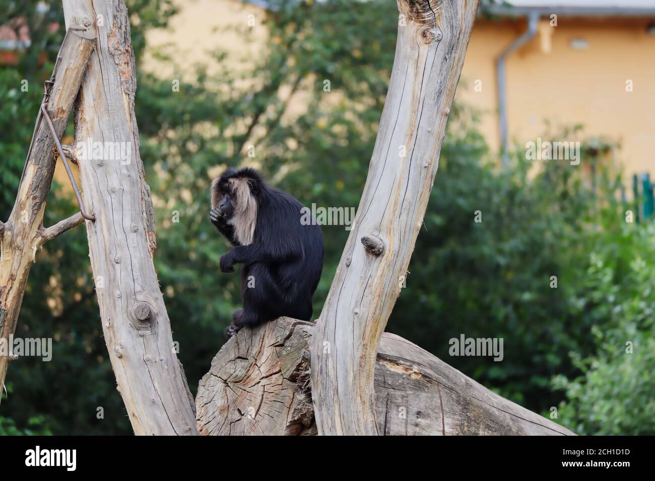 Makak mit schwarzem Haar und Silber-weißer Mähne sitzt auf dem Holzstück im tschechischen Zoo. Löwenschwanz-Makaken (Macaca Silenus) auch als Wanderoo.o Stockfoto
