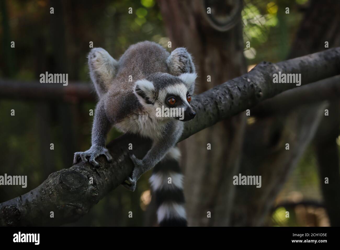 Alert Lemur hockt auf Baumzweig im tschechischen Zoo Park. Der Ringschwanzlemur (Lemur Catta) ist ein großer Strepsirhine-Primat. Stockfoto
