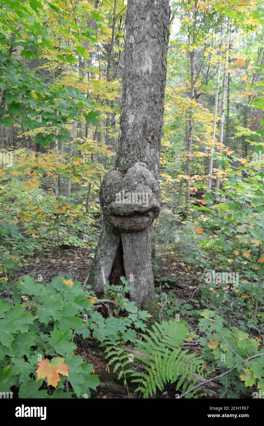 Baum mit lächelndem menschlichen Gesicht in der Natur mit einer majestätischen Illusion im Wald, eine Seltenheit und erstaunliche Phänomene. Stockfoto
