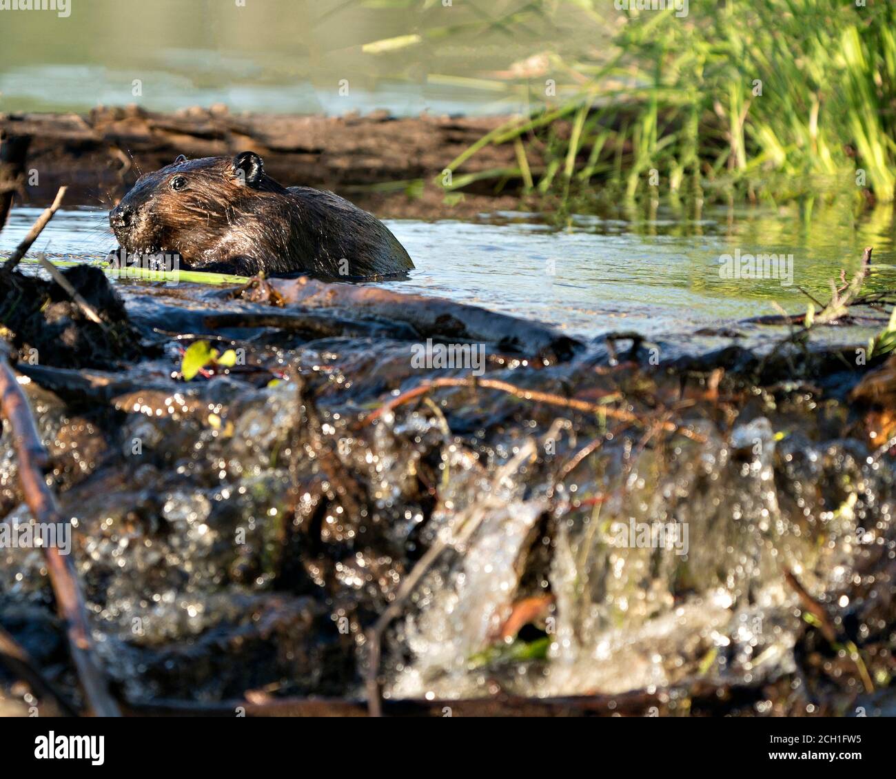 Biber Nahaufnahme Profilansicht, Bau eines Staudamms in einem Fluss in der Mitte des Waldes mit braunem nassem Fell, Körper, Kopf, Ohren, Auge, Nase, Pfote, Fell, in ihm Stockfoto