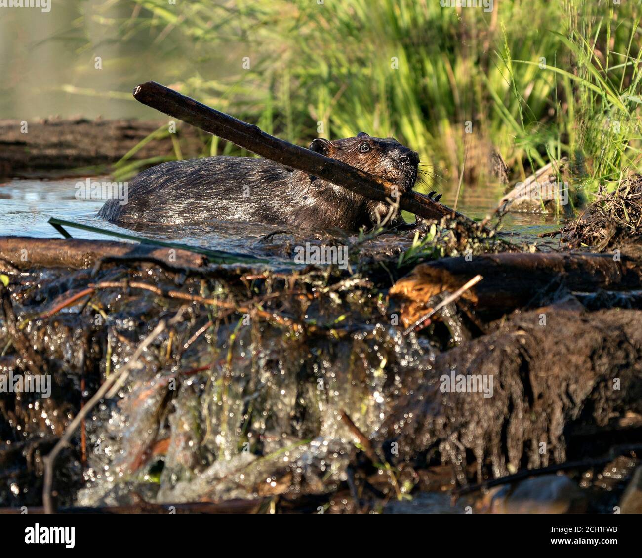 Biber Nahaufnahme Profilansicht, mit einem Ast in seinem Mund, um einen Damm in einem Fluss in der Mitte des Waldes mit braunem nassen Fell, Körper, Kopf, e zu bauen Stockfoto